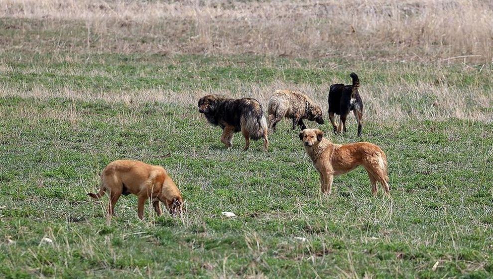 Sahipsiz Köpeklerin Kısırlaştırılmasının Devlet Politikasına Dönüşmesi Önerisi