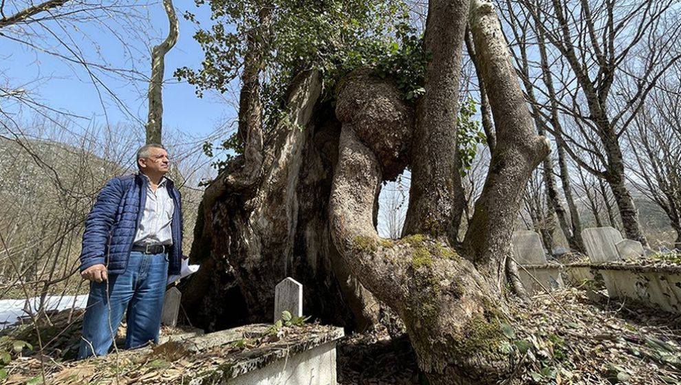 Üzerinde 'Allah' Lafzı Bulunan 350 Yıllık Çınar Ağacı Korumada