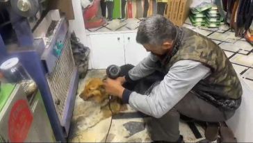 Yağmurda Islanan Köpeği Fön Makinesiyle Kuruladı