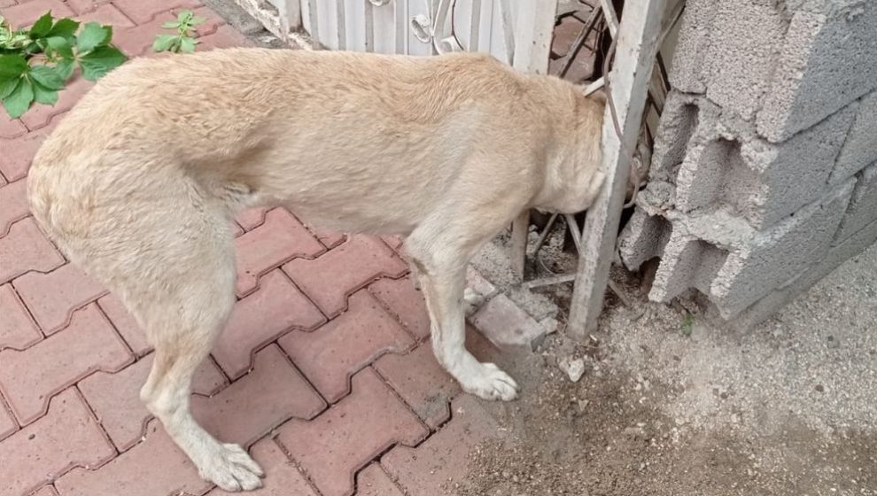 Kafası Demire Sıkışan Köpeği İtfaiye Kurtardı