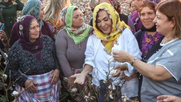 Türkan Şoray, Adının Verildiği Pamuk Türünün Hasadını Yaptı