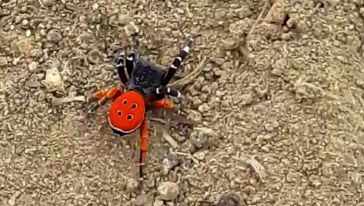 Nadir Görülen Örümcek Türü Baskil'de Görüntülendi