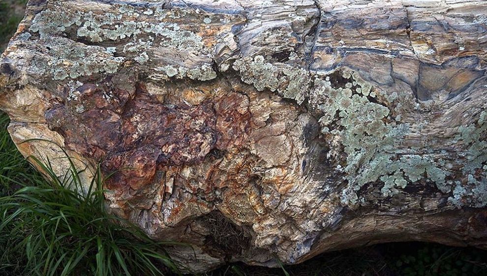 41 Milyon Yıllık Ağaç Fosilleri Zile Kalesi'nde Sergileniyor