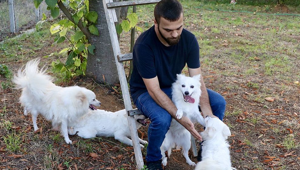 Trabzon'a Özgü Köpek Irklarının Gen Haritası Çıkarılıyor