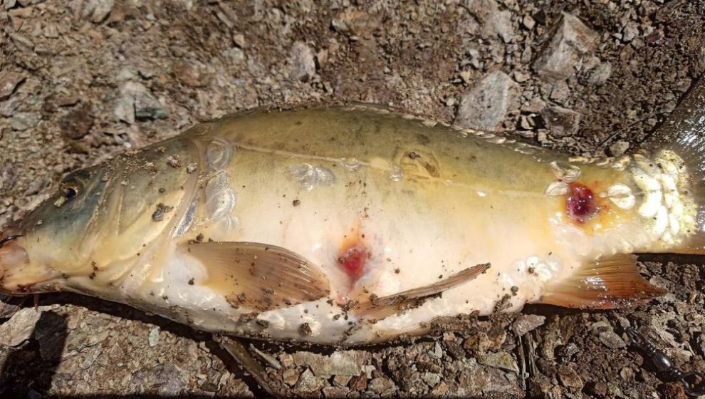 Baraj Gölünden Çıkan 'Yaralı' Balıklar Endişe Yarattı