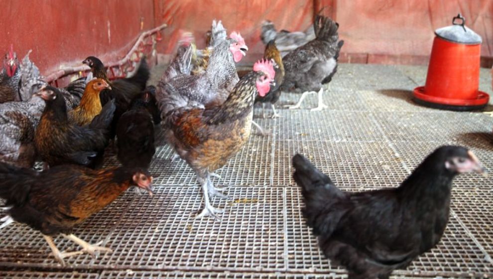İstanbul'daki Hayatlarını Geride Bırakıp Malatya'da Tavuk Üreticisi Oldular