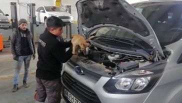 Aracın Motor Bölümünden Kedi Çıktı!