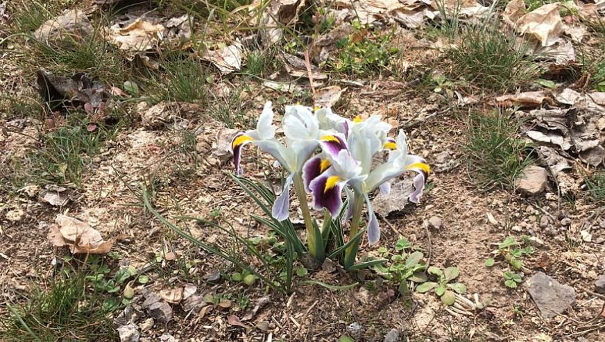 Kale'de de Nevruz Çiçekleri Açtı