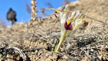 Bir Bahar Müjdesi Daha.. 'Sultan Nevruz' Açtı