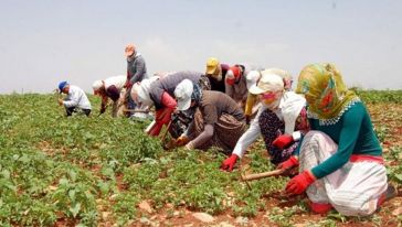 Tarım İşçisine En Düşük Ücret Ödenen İki İlden Biri Malatya