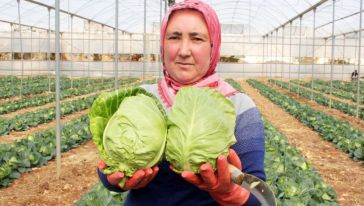 "Türkiye'de İlk Kez Ekimi ve Hasadı Yapıldı"