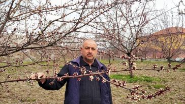 Kayısı Ağaçları Çiçekleniyor