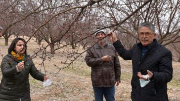 Kayısı Üreticileri Yeni Sezona Hazırlanıyor