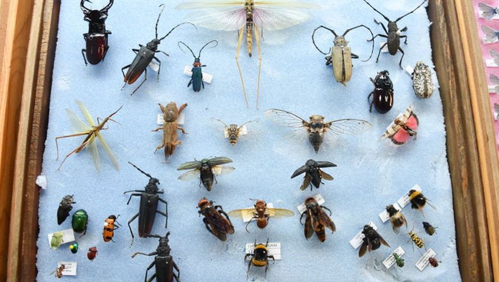 Koleksiyonunda 4 Bin Tür Böcek Var, Sergilemek İstiyor