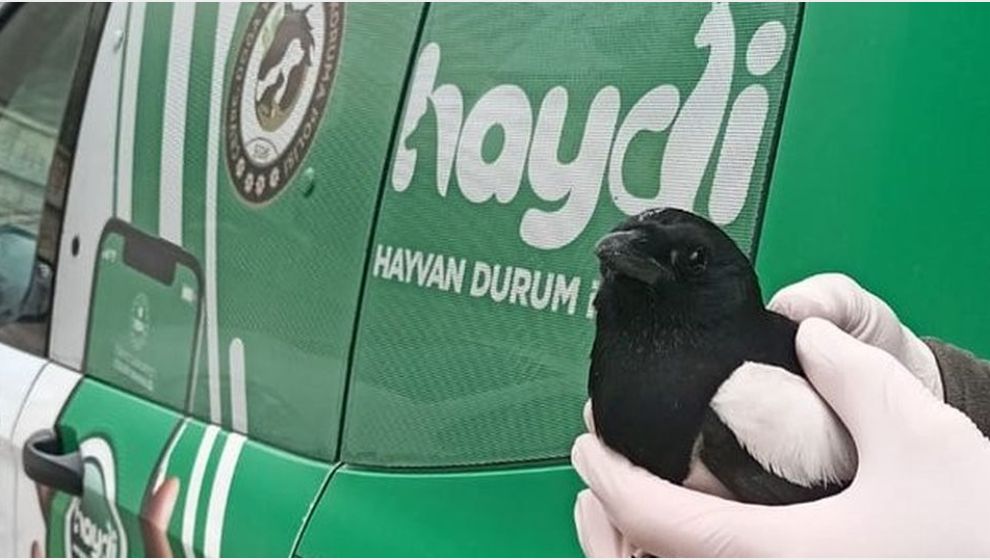 Yaralı Bulunan Karga 'Haydi Polisi' Korumasında