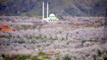 Malatya Bahçeleri Çiçek Beyazı..  Uykusuz Geceler Başladı