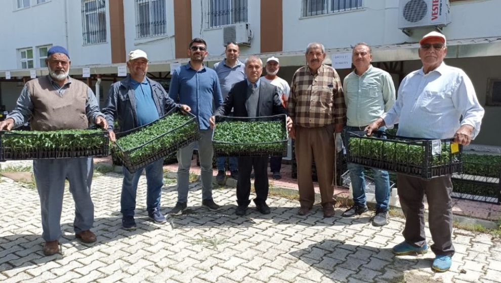 Kale'de Çiftçilere Sebze Fidesi Dağıtıldı