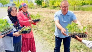 Akçadağ Belediyesinden 100 Bin Sebze Fidesi