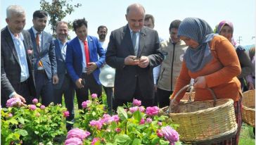 Aromatik Bitki Hasat Gününe Cömertoğlu da Katıldı