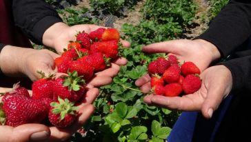 Kale Kadın Kooperatifi'nden Çilekte Sezonun İlk Hasadı