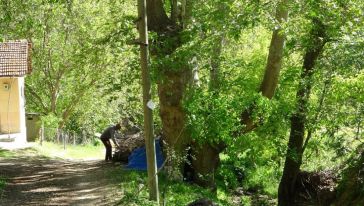 Resuluşağı'ndaki 250 Yıllık Ağacın da Tescillenmesi İsteniyor