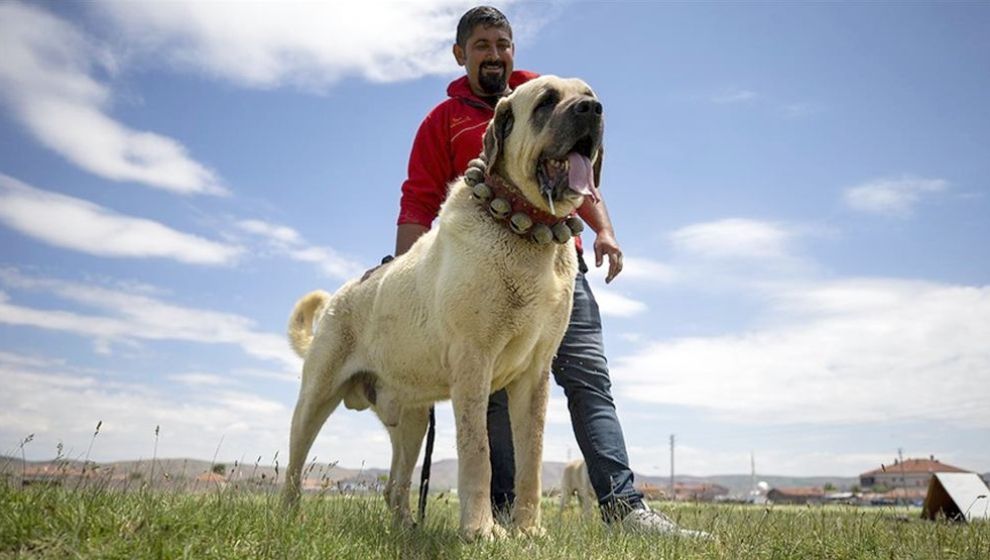 Çoban Köpeği Aksaray Malaklısı Özenle Yetiştiriliyor