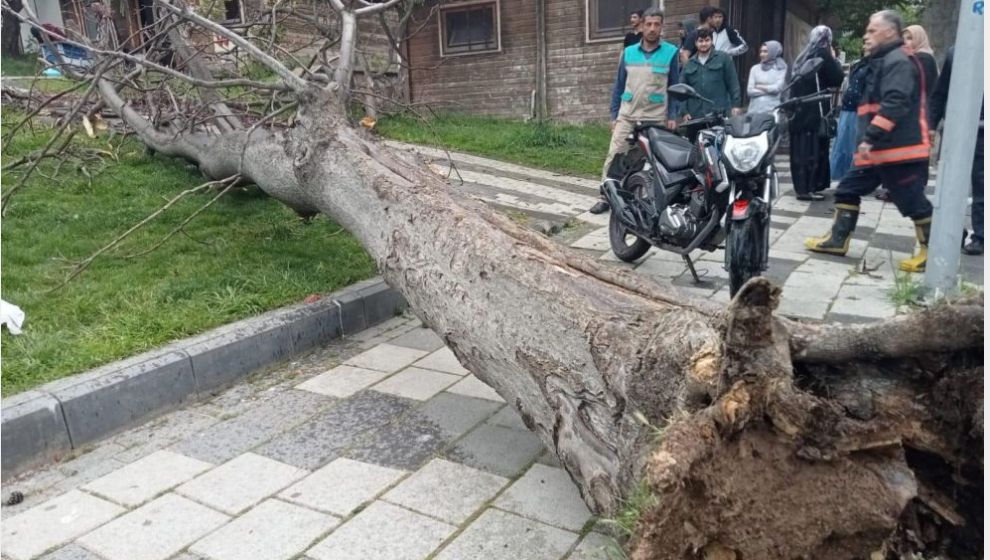 Orduzu Pınarbaşı'nda Ağaç Devrildi, 2 Yaralı Var..