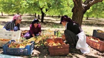 Mevsimlik İşçiyi Belirlenen Ücret Altında Çalıştırana Ceza Gelecek