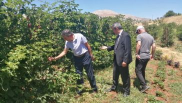 Örnek Böğürtlen Bahçesinde Yüksek Verim