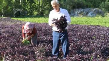 Arapgir'de Mor Reyhan Hasadı Başladı