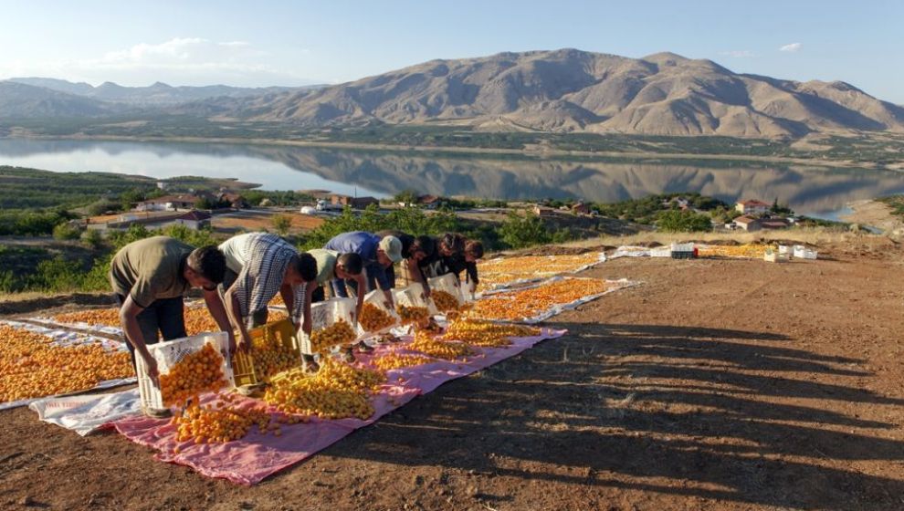 2 Milyon Gezici Tarım İşçisinin Türkiye Takvimi.. Temmuz: Malatya..