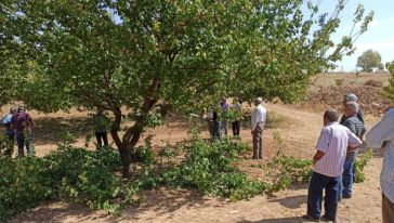 Yeşilyurt'ta Çiftçilere Budama Eğitimi Verildi