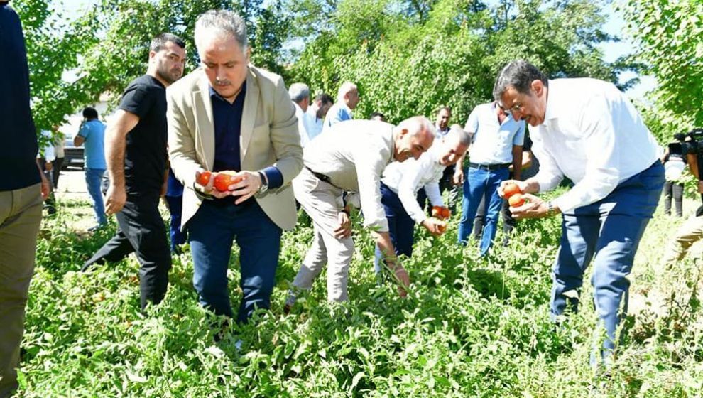 Vekiller Domates Topladı