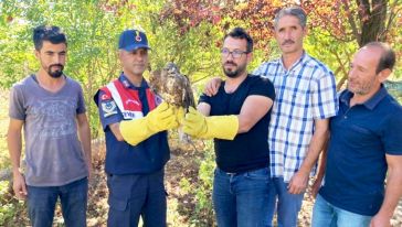 Yaralı Bulunan Şahin Tedavi Altına Alındı