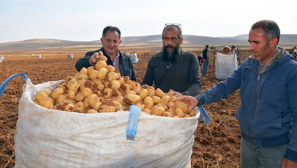 Patates Ekiminden Üstün Verim Alındı