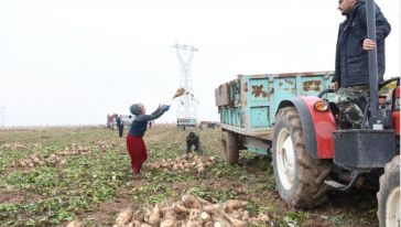 "Pancar Alım Süresi Uzatılmalı"