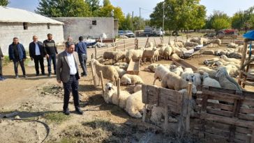 Sürüyü 'Devletin Kurtları' Telef Etmiş!