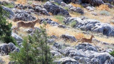 "Bölgedeki Yaban Hayatını 160 Fotokapanla İzliyoruz"