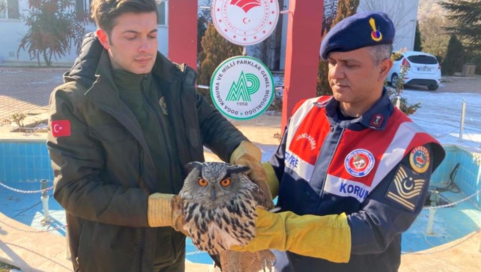 Yaralı Bulunan Baykuş Tedaviye Alındı