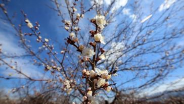 Malatya'da Kayısı Ağaçları Erken Çiçek Açtı
