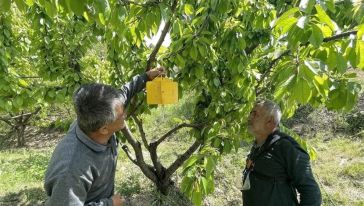 Depremzede Kiraz Üreticilerine Zirai İlaç Desteği