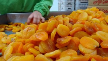 11 Ayda 77 Bin 230 Ton Kuru Kayısı İhracatı Yapıldı