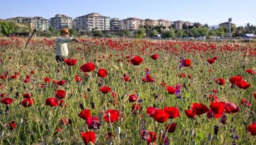 Şehir İçindeki Gelincik Tarlaları