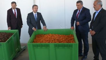 Yaş Kayısı Rekolte Tahmini 385 Bin Ton