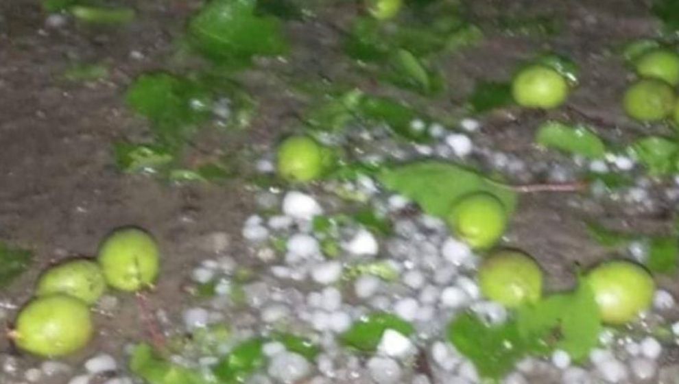 Malatya’da Dolu Yağışı Kayısı Bahçelerine Zarar Verdi