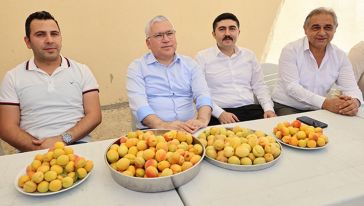 'Gürün Kayısısı Markalaşacak'