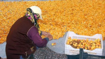 'Malatya'dan Getirdiğimiz Tatlı Kayısı İle Birlikte Kurutuyoruz'