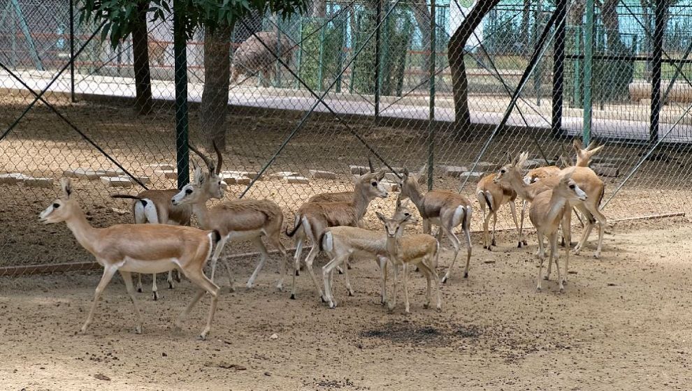 Malatya Büyükşehir Hayvanat Bahçesi'ne '1. Sınıf' Ruhsatı