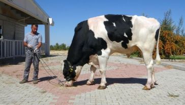 Malatya'da Üretilen Boğa Spermaları Dünyaya İhraç Edilecek