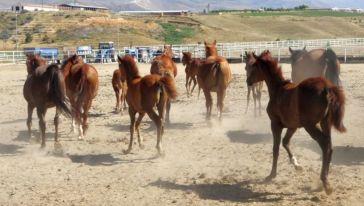  “Şampiyon Adayı 15 Adet Taylarımızı Satışa Sunacağız”